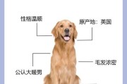 金毛如何正确补充微量元素？（合理饮食是保持金毛健康的关键）