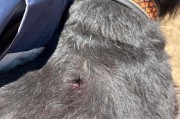 藏獒与其他狗品种的配种潜力研究（探索藏獒与其他狗品种的优势互补和遗传融合）