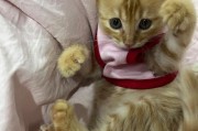 猫咪驱虫滴剂见效时间揭秘（细数猫咪驱虫滴剂，掌握驱虫效果时长及关键因素）