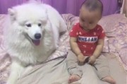 以萨摩的尿为什么那么多？（探究以萨摩尿液产量过多的原因及其解决方法）