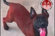 以马犬的繁殖过程（以马犬产仔周期及注意事项）