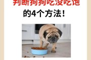 狗狗刚睁眼吃什么？（宝宝狗狗的饮食需求与注意事项）