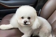 厦门市犬只芯片登记政策详解（狗主人必读！了解厦门芯片登记政策，守护宠物安全）