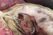 狗被烫伤后长毛需要多久？（探索狗在烫伤后恢复毛发所需的时间和关键因素）