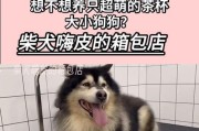 以茶杯狗能养多久？（了解茶杯狗的寿命及养护要点）