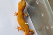 豹纹守宫