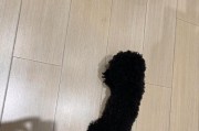 幼犬凶猛行为的解决办法（培养温顺乖巧的幼犬，创造和谐共处的环境）
