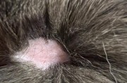 猫癣的传染几率有多大？（猫癣在猫咪之间的传播风险分析及预防措施）