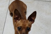 小鹿犬不能吃什么？（了解小鹿犬的禁食清单）