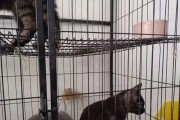 英短蓝猫的寿命及影响因素（探索英短蓝猫寿命长短的关键因素和如何延长其寿命）