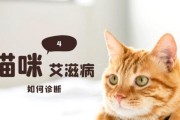 猫是否能感染艾滋病？（艾滋病是否会通过猫传染给人？）