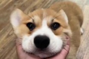 如何选购品相优秀的柯基幼犬（挑选柯基幼犬的秘诀以及关键要点）