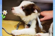 边牧狗的排泄能力探究（以边牧犬的排泄能力为例，探讨其能憋多久屎和尿的时间）