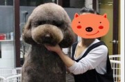 贵宾犬的成年时期及（从幼犬到成年犬，贵宾犬的成长之路）