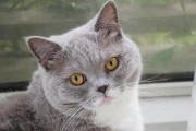 沙特尔猫与英国短毛猫（探究沙特尔猫和英国短毛猫的外貌、性格和饲养差异）