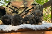 探访安徽的犬舍文化（寻觅中华汪星人的乐园）
